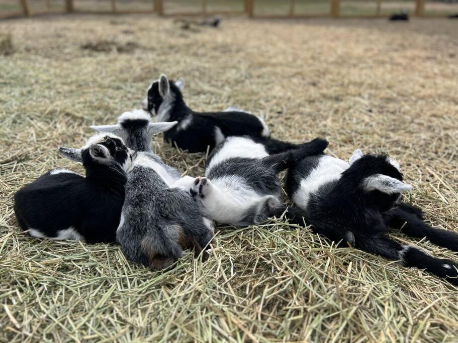 Farm Retreat With Jacuzzi, Fire Pit, Mini Goats, Mini Ponies And Mini Cows Villa San Marcos Exterior foto
