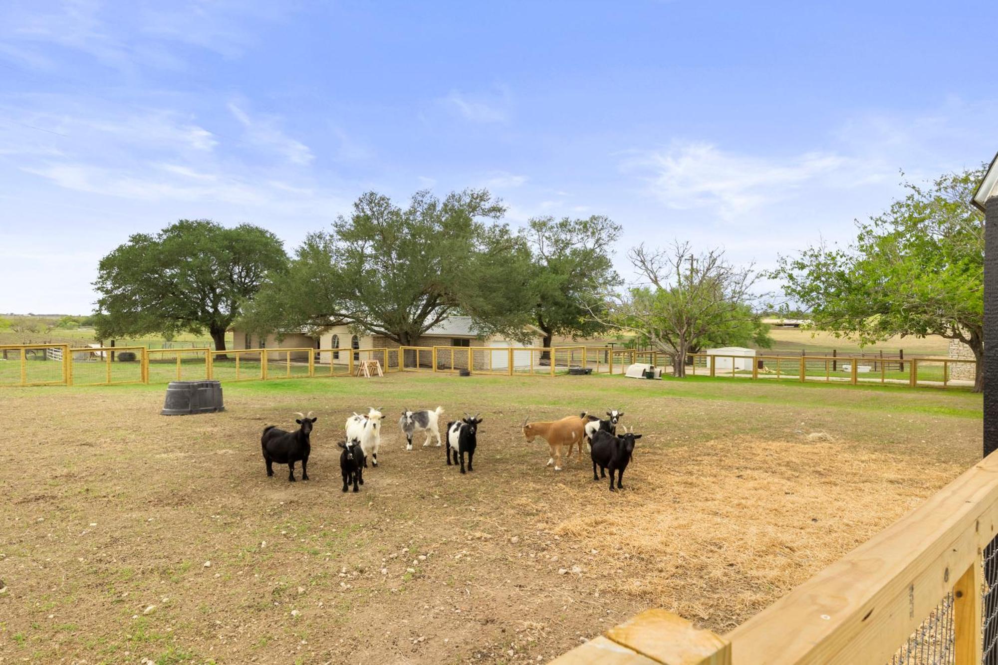 Farm Retreat With Jacuzzi, Fire Pit, Mini Goats, Mini Ponies And Mini Cows Villa San Marcos Cameră foto